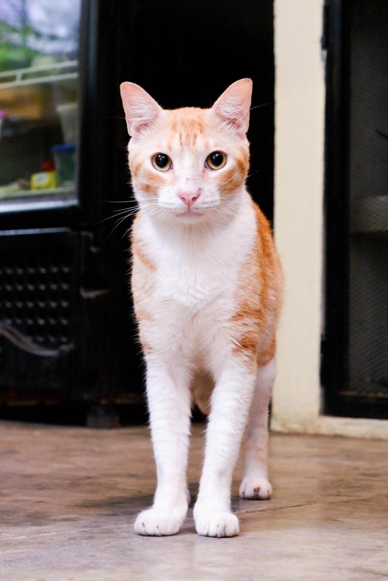 Santuario Getsemani Hostal *